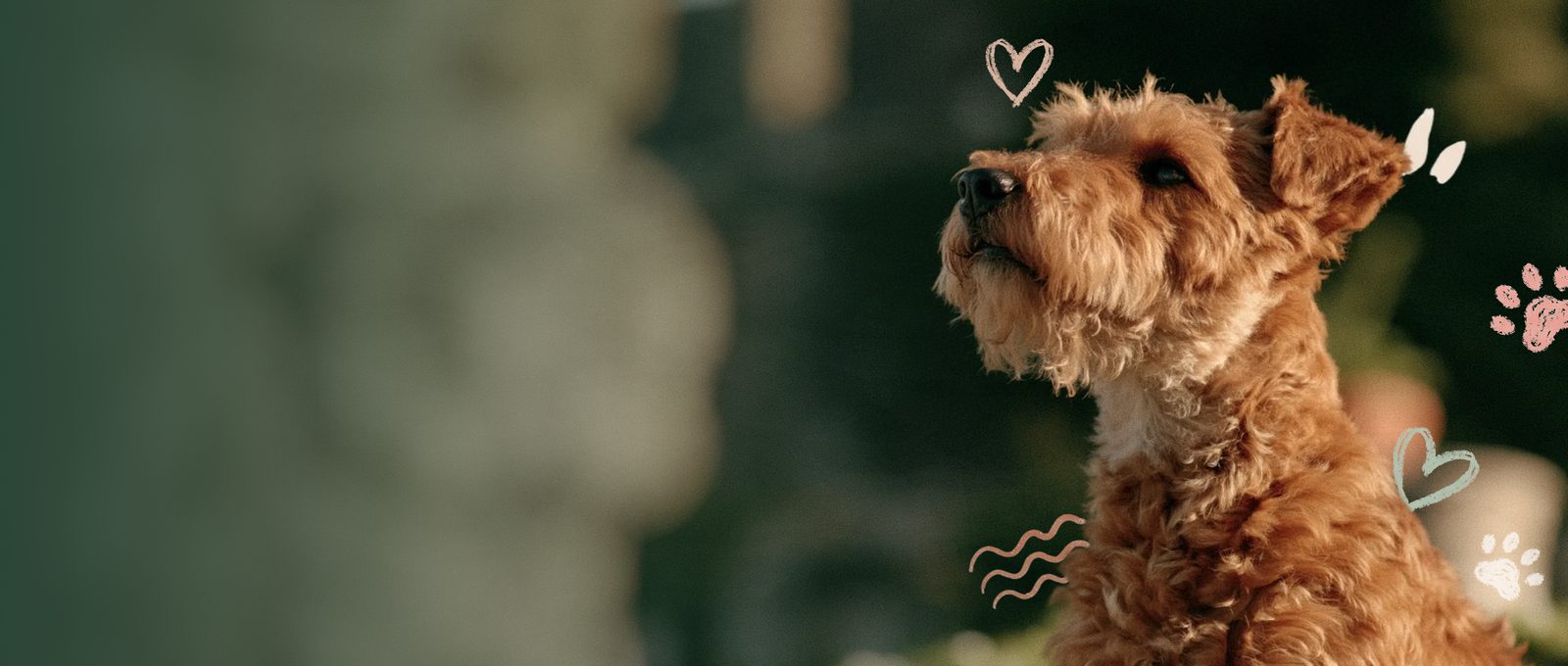 A terrier looking up in warm afternoon light